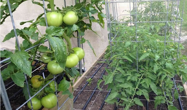 Square Mesh Cage Support for Cherry Tomato Harvests